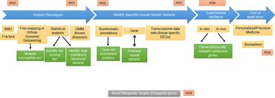 Perspective of the GEMSTONE Consortium on Current and Future Approaches to Functional Validation for Skeletal Genetic Disease Using Cellular, Molecular and Animal-Modeling Techniques